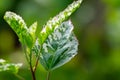 Euonymus Fortunei Silver Queen Leaves in the garden Royalty Free Stock Photo