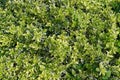 Euonymus fortunei, wintercreeper, spindle or climbing euonymus