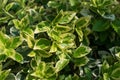 Euonymus fortunei, wintercreeper, spindle or climbing euonymus