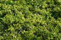 Euonymus fortunei, wintercreeper, spindle or climbing euonymus