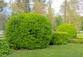 Euonymus japonicus or evergreen spindle or japanese spindle globe form topiary