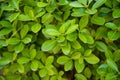 Euonymus japonicus, evergreen spindle, Japanese spindle