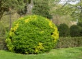 Euonymus japonicus or evergreen spindle or japanese spindle globe form pruned plant