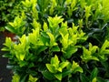 Euonymus japonicus 'Green Spire' Royalty Free Stock Photo