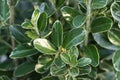 Euonymus japonicus Japan plant with white flowers and green leaves also known as Japanese spindle Royalty Free Stock Photo