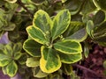 euonymus japonicus or japanese euonymus green shrub plant background