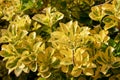 Euonymus japonicus Ovatus Aureus or Japanese Spindle Bush plant