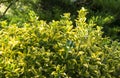 Euonymus japonicus, popular ornamental garden plant. Used in landscape design, plant is suitable for creating a hedge