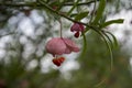 Euonymus nanus ornamental poisonous plant, shrubs branches full of pink orange ripened fruits