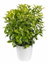 Euonymus plant in pot against white backdrop Royalty Free Stock Photo