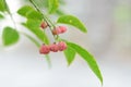 Euonymus sieboldianus fruits