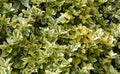 Euonymus is a garden shrub, an ornamental plant