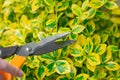 euonymus variegata . Euonymus pruning. Hands trim euonymus branches with garden shears.Topiary haircuts from euonymus