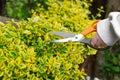 euonymus variegata with yellow variegated foliage. Euonymus pruning. Hands trim euonymus branches with garden shears