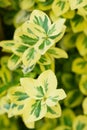 Euonymus variegated leaves