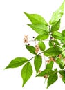 Euonymus verrucosus Royalty Free Stock Photo