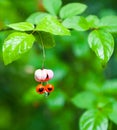 Euonymus verrucosus close up Royalty Free Stock Photo