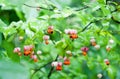 Euonymus verrucosus Royalty Free Stock Photo