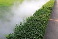 euonymus virescence belt and water mist Royalty Free Stock Photo