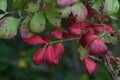 Euonymus  Winged spindle tree  berries and autumn leaves. Royalty Free Stock Photo