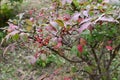 Euonymus  Winged spindle tree  berries and autumn leaves. Royalty Free Stock Photo