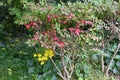 Euonymus  Winged spindle tree  berries and autumn leaves. Royalty Free Stock Photo