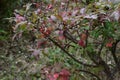 Euonymus  Winged spindle tree  berries and autumn leaves. Royalty Free Stock Photo