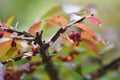 Euonymus  Winged spindle tree  berries and autumn leaves. Royalty Free Stock Photo