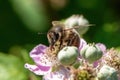 A euorpean dark been on a flower, latin name Apis mellifera mellifera using selective focus Royalty Free Stock Photo