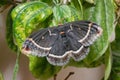 Eupackardia calleta butterfly