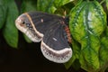 Eupackardia calleta butterfly