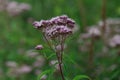 Eupatorium cannabinum, commonly known as hemp-agrimony or holy rope is a herbaceous plant in the family Asteraceae. Royalty Free Stock Photo
