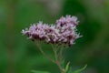 Eupatorium cannabinum, commonly known as hemp-agrimony or holy rope is a herbaceous plant in the family Asteraceae. Royalty Free Stock Photo