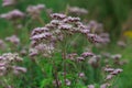 Eupatorium cannabinum, commonly known as hemp-agrimony or holy rope is a herbaceous plant in the family Asteraceae. Royalty Free Stock Photo