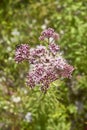 Eupatorium cannabinum plant in bloom Royalty Free Stock Photo