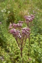 Eupatorium cannabinum plant in bloom Royalty Free Stock Photo