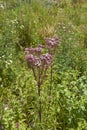 Eupatorium cannabinum plant in bloom Royalty Free Stock Photo