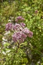 Eupatorium cannabinum plant in bloom Royalty Free Stock Photo