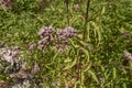 Eupatorium cannabinum plant in bloom Royalty Free Stock Photo