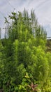 Eupatorium compositifolium commonly calledÂ yankeeweed