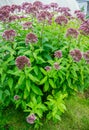 Eupatorium fistulosum hollow Joe-Pye weed blooming in the garden