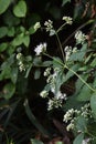 Eupatorium makinoi Boneset flowers Royalty Free Stock Photo