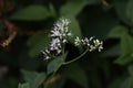 Eupatorium makinoi Boneset flowers Royalty Free Stock Photo