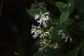 Eupatorium makinoi Boneset flowers Royalty Free Stock Photo