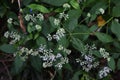 Eupatorium makinoi Boneset flowers Royalty Free Stock Photo