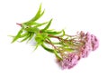 Eupatorium. Most are commonly called bonesets, thoroughworts or Royalty Free Stock Photo