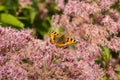 Eupatorium odoratum fluffy flowers. Butterfly Small Tortoiseshell urticae on blooming pink fleecy flowers, butterfly eating pollen