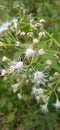 Eupatorium odoratum is a woody plant and belongs to the Asteraceae family.