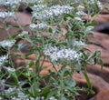 Eupatorium serotinum plant and flowers Royalty Free Stock Photo
