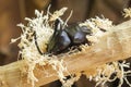 Eupatorus birmanicus rabbit beetle